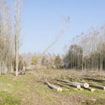 tree service: Land Clearing